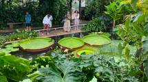 Imagen de El futuro es botánico: tres hermanos crearon un jardín acuático que maravilla en El Bolsón