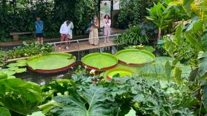 El futuro es botánico: tres hermanos crearon un jardín acuático que maravilla en El Bolsón