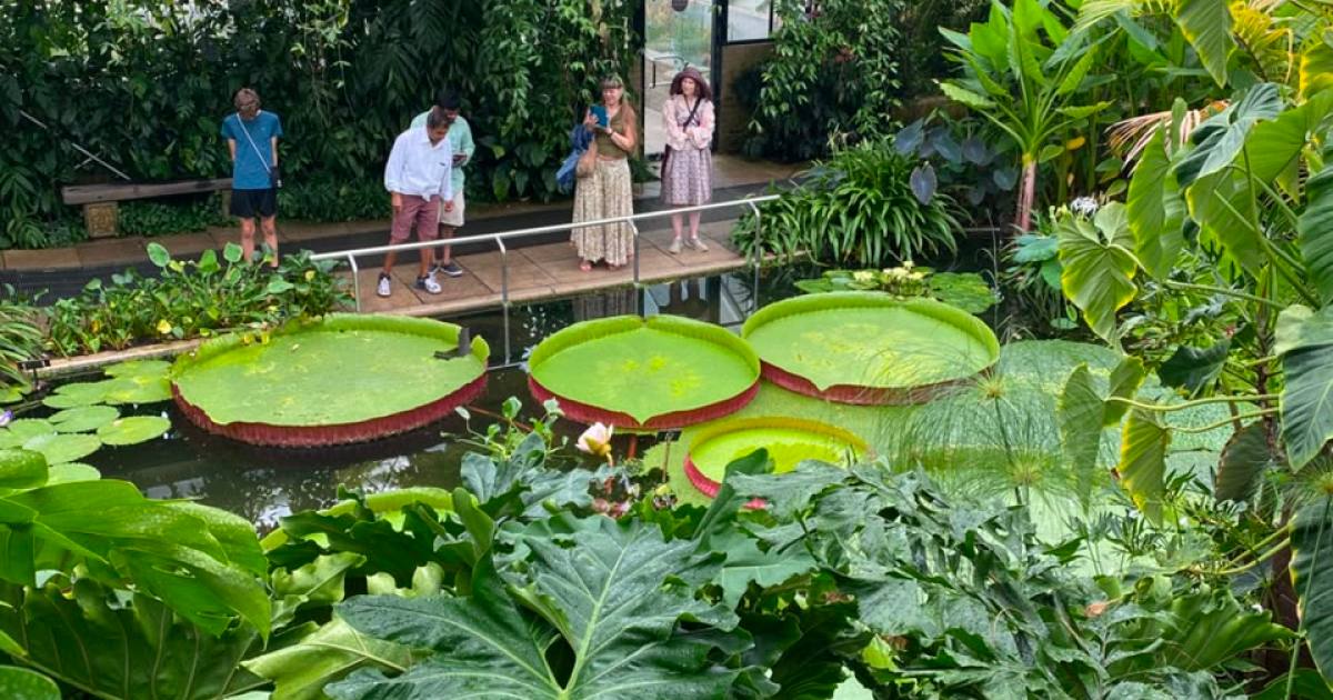Tres hermanos crean un jardín acuático en El Bolsón que atrae a turistas