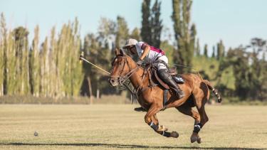 Mitos y verdades del polo: 10 curiosidades de un deporte que gana adeptos en la Patagonia