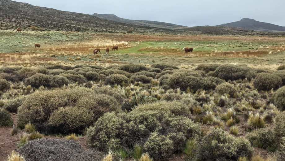 Establecimiento Rucu Luán, a 100 kilómetros al sudoeste de Maquinchao. Foto: gentileza