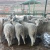 Imagen de Las lluvias trajeron alivio a la estepa: habrá lana más limpia, de mayor calidad y con mejor rinde al peine