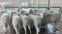 Imagen de Las lluvias trajeron alivio a la estepa: habrá lana más limpia, de mayor calidad y con mejor rinde al peine