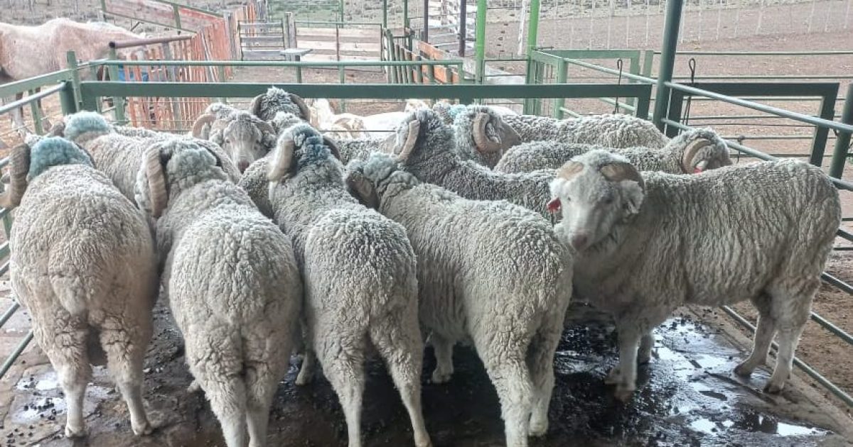 Las lluvias beneficiarían la calidad de lana en la estepa patagónica