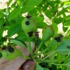 Imagen de Primavera húmeda: alertan sobre el riesgo de enfermedades fúngicas en frutales de pepita
