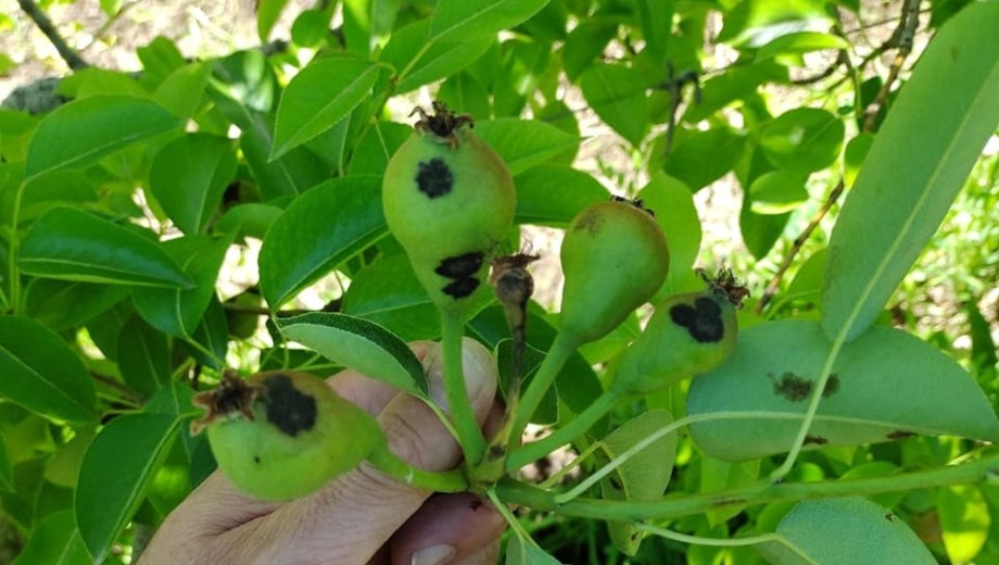 Monitoreo de condiciones sanitarias en el monte frutal, clave para decidir el tratamiento adecuado.