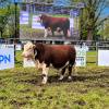 Imagen de Expo Bovinos 2026 en Junín de los Andes: un Hereford se vendió por US$10.000 y la invernada marcó precios