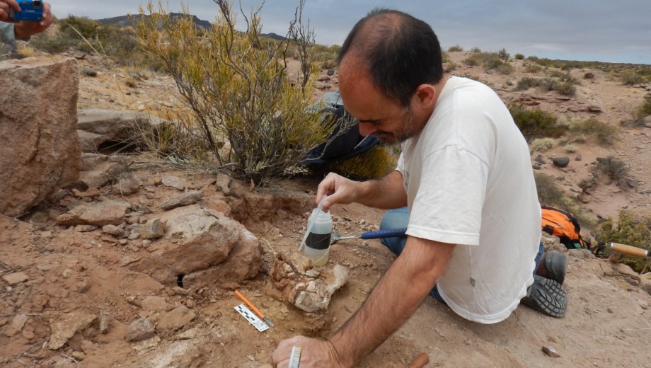 Descubrieron una nueva especie de dinosaurio en la zona de Rincón de los Sauces. Foto: gentileza