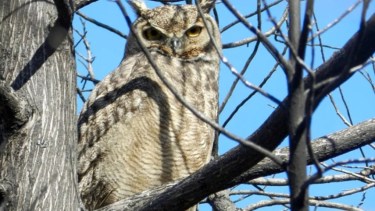 El misterioso cazador nocturno que habita la Patagonia: en primavera es momento de salir a buscarlo