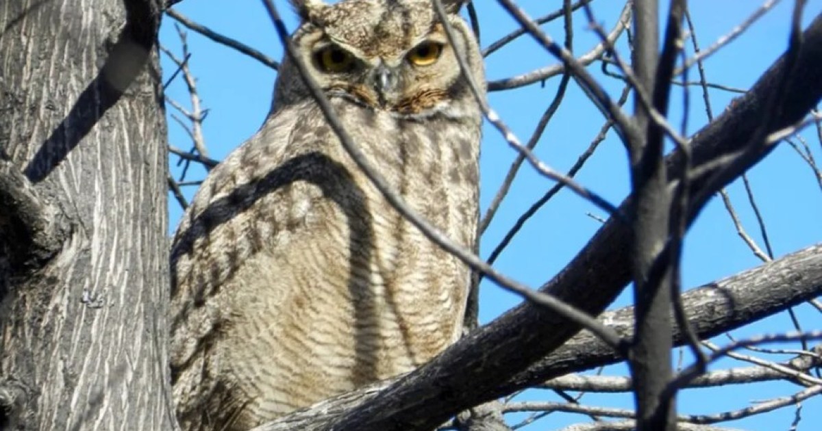 El misterioso cazador nocturno que habita la Patagonia: en primavera es momento de salir a buscarlo