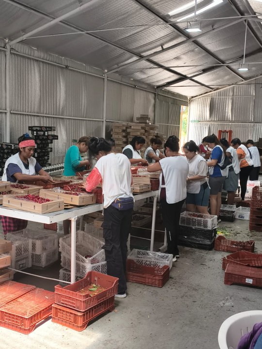 Cerezas Maldonado ocupa a 50 personas en temporada alta.