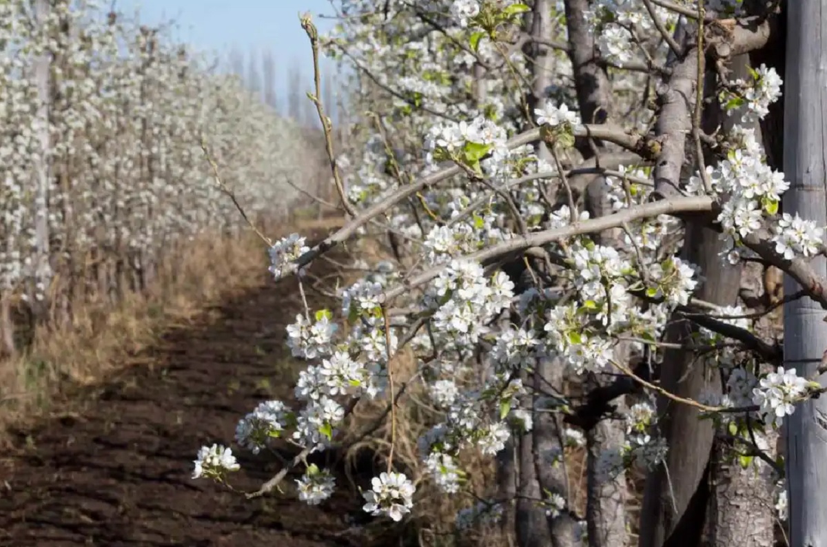 Reinvención frutal en el Alto Valle: productores de Cipolletti innovan