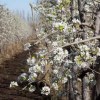 Imagen de El mapa frutícola: productores que reinventan la tierra