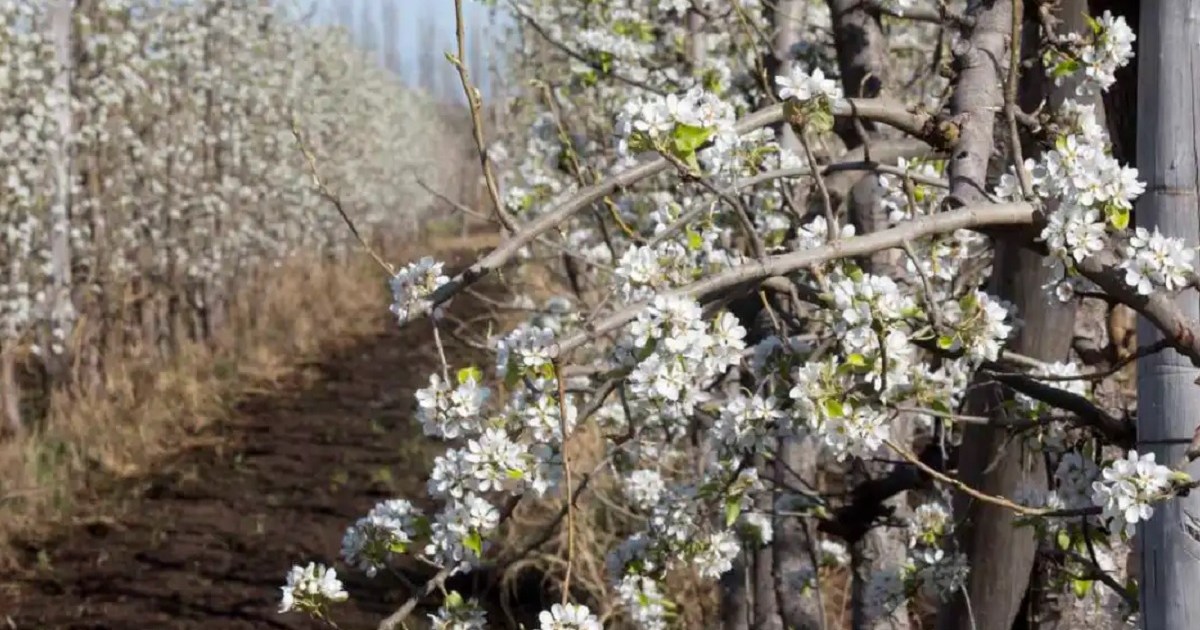 Reinvención frutal en el Alto Valle: productores de Cipolletti innovan