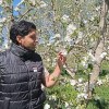 Imagen de Del pronóstico a la chacra frutícola: una herramienta para anticipar el riesgo de heladas