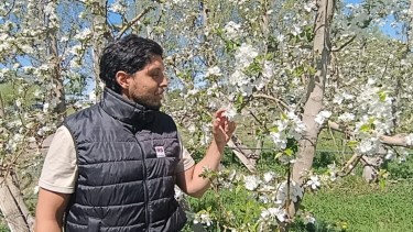 Del pronóstico a la chacra frutícola: una herramienta para anticipar el riesgo de heladas