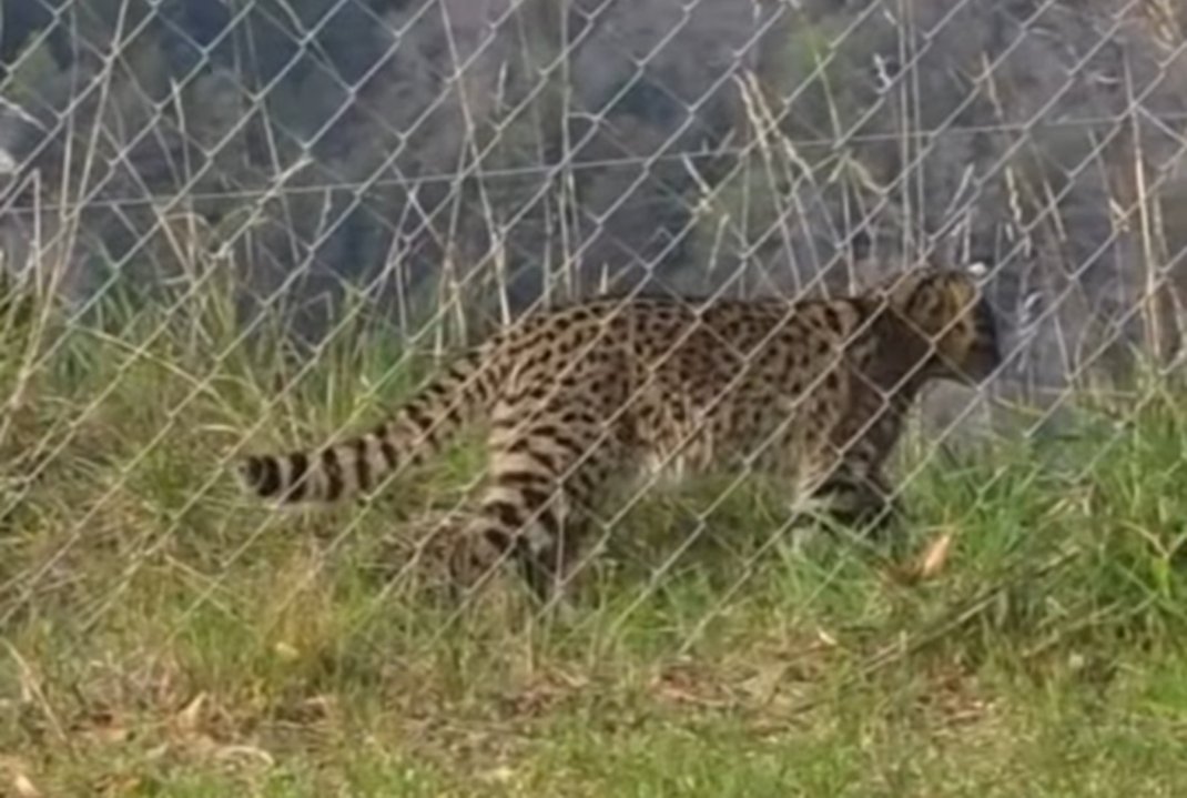 Gato montés avistado en San Martín de los Andes