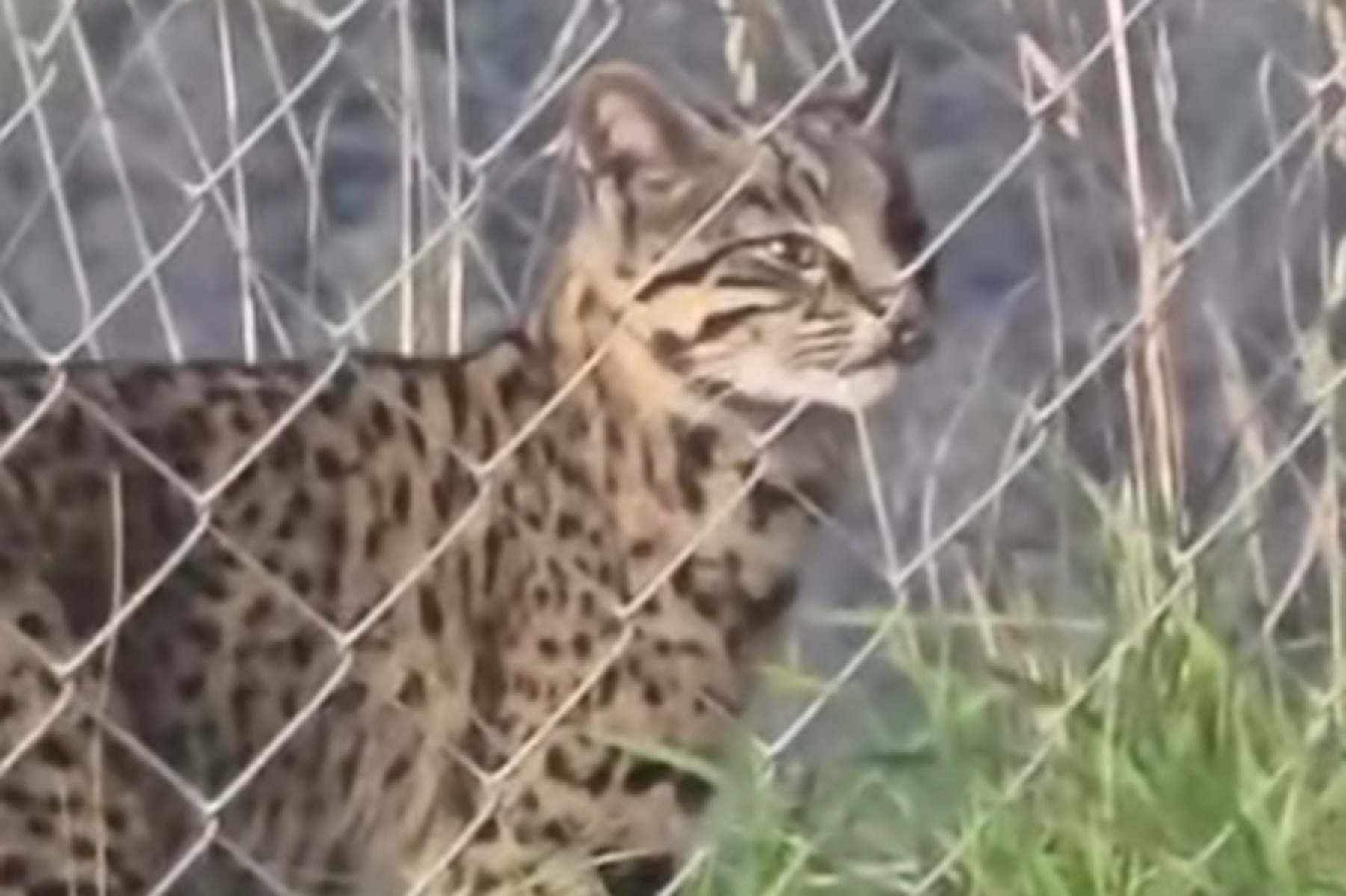 Un gato montés es avistado en San Martín de los Andes