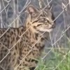 Imagen de Inesperada visita: un gato montés apareció en San Martín de los Andes y sorprendió a un vecino