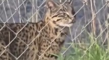 Imagen de Inesperada visita: un gato montés apareció en San Martín de los Andes y sorprendió a un vecino