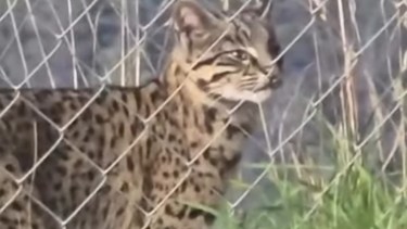 Inesperada visita: un gato montés apareció en San Martín de los Andes y sorprendió a un vecino
