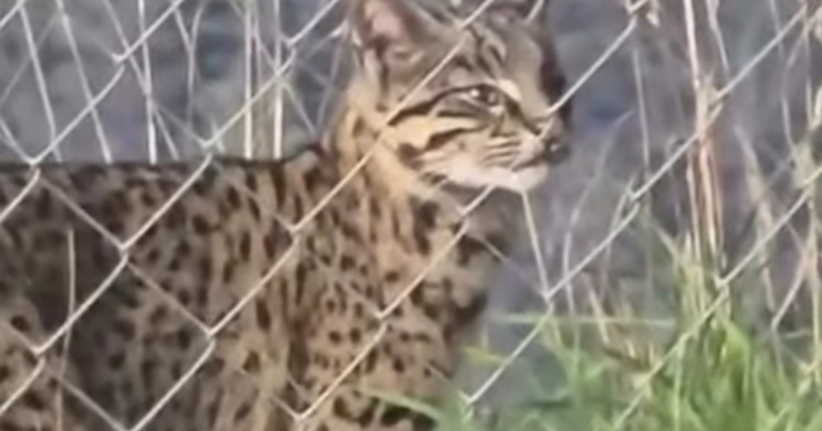 Un gato montés es avistado en San Martín de los Andes
