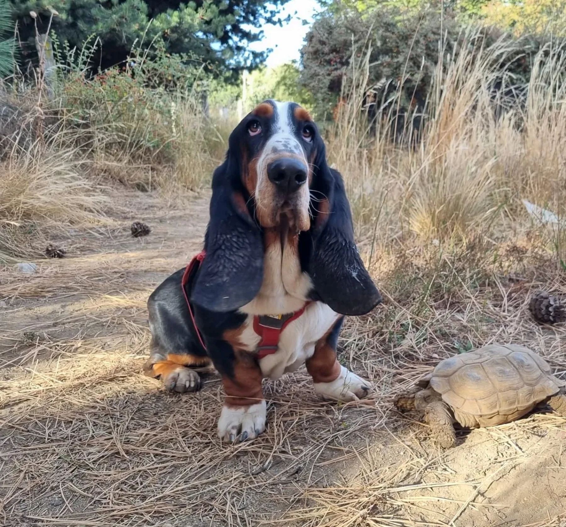 Humboldt, el perro basset hound que ayuda a conservar la fauna en la Patagonia