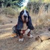 Imagen de Ni ladra ni escarba: así trabaja Humboldt, el perro que detecta fauna invisible para la ciencia