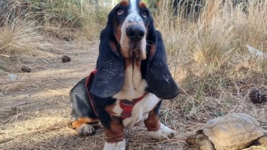 Ni ladra ni escarba: así trabaja Humboldt, el perro que detecta fauna invisible para la ciencia