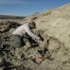 Imagen de ¿Una especie desconocida? Hallan en la Patagonia restos de un dinosaurio que la ciencia aun no logra nombrar