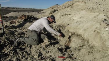 ¿Una especie desconocida? Hallan en la Patagonia restos de un dinosaurio que la ciencia aun no logra nombrar