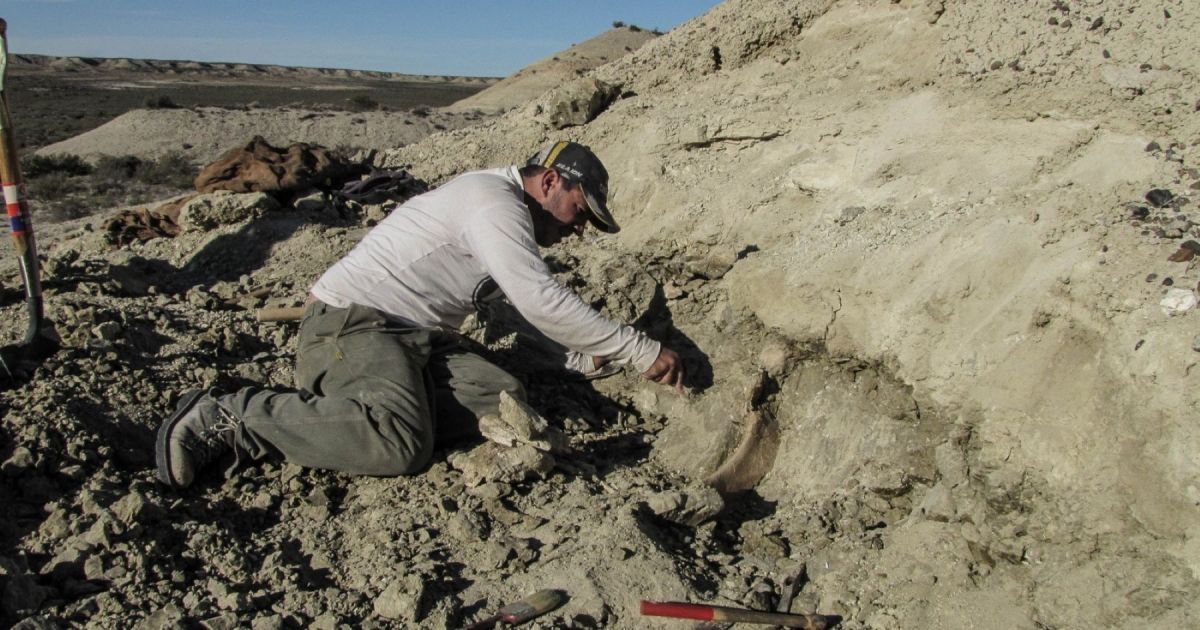 Restos de dinosaurio en la Patagonia podrían corresponder a nueva especie