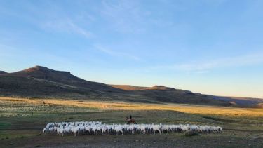 Bonos de carbono en la Patagonia: el plan de 60.000 hectáreas en Río Negro que apunta al mercado internacional en 2027
