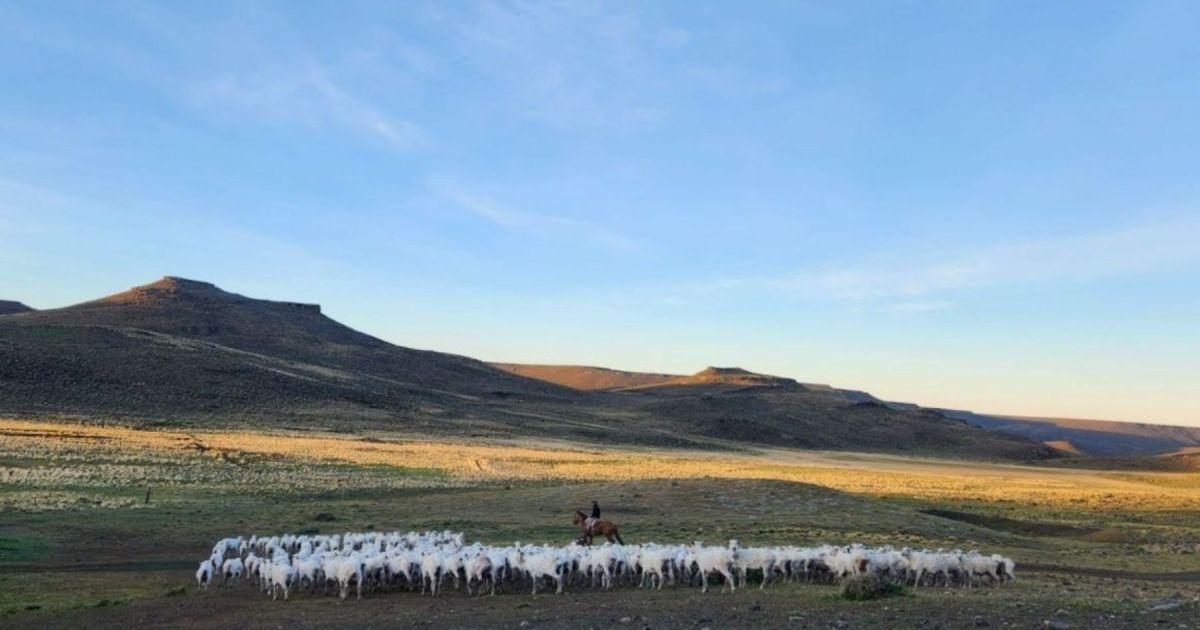 Río Negro avanza en un plan de bonos de carbono para la Región Sur