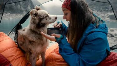 Vacaciones VIP para perros y gatos: los destinos donde son tratados como huéspedes de lujo