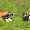 Imagen de Un hombre saltó al recinto de un tigre en un zoológico de Inglaterra y murió tras ser atacado por el felino