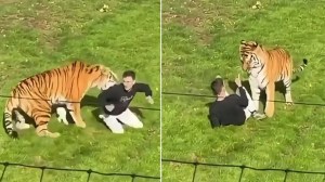 Un hombre saltó al recinto de un tigre en un zoológico de Inglaterra y murió tras ser atacado por el felino