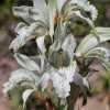 Imagen de Orquídeas patagónicas: las frágiles especies que buscan protección antes de desaparecer