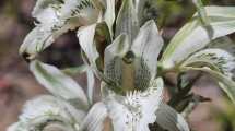 Imagen de Orquídeas patagónicas: las frágiles especies que buscan protección antes de desaparecer