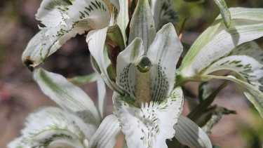 Orquídeas patagónicas: las frágiles especies que buscan protección antes de desaparecer