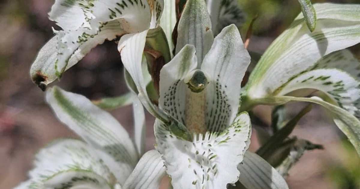 Inician proyecto para proteger orquídeas patagónicas en Bariloche