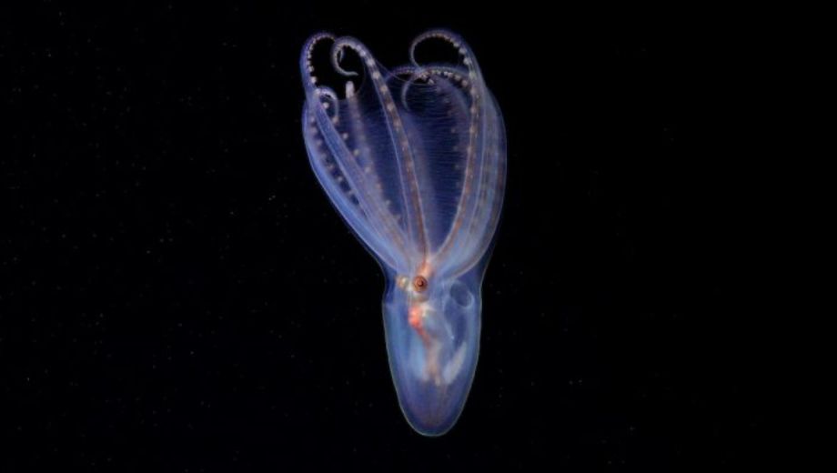 El pulpo telescopio (Amphitretus sp.) es una de las 57 nuevas especies halladas en la expedición que hizo famosa a "Batatita". Foto: Conicet.
