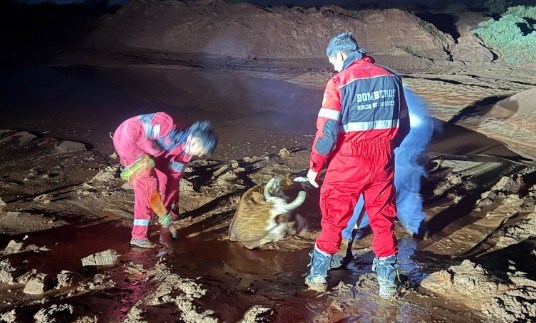 Rescataron un animal atrapado en un cañadón cerca de la ruta. Fue tras las tormentas. Foto: Gentileza Bomberos voluntarios de Rincón de los Sauces- Central 16. 