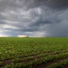 Imagen de Efecto El Niño en Río Negro: por qué el pronóstico de lluvias extraordinarias ilusiona al campo