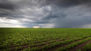 Efecto El Niño en Río Negro: por qué el pronóstico de lluvias extraordinarias ilusiona al campo