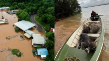 Imagen de El fuerte impacto de El Niño en el Litoral: evacuaciones, rutas cortadas y el drama ganadero