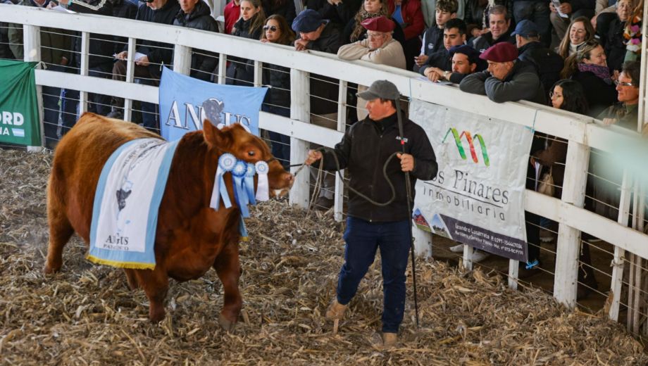 El circuito de rurales cerró con más de US$3 millones en ventas de reproductores. Foto gentileza.