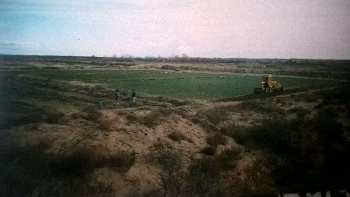 La chacra a fines de los 80: lo primero que se implantó en la chacra fue alfalfa, para estabilizar el suelo.