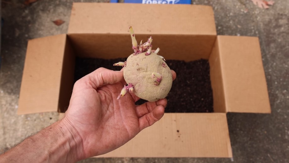 Se cultivaron en cajas de cartón papas blancas y papas coloradas. Foto: captura de video de YouTube (The Gardening Channel With James Prigioni).