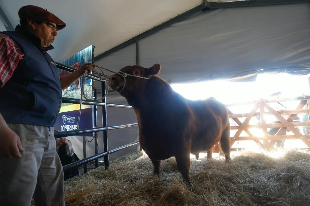 Remate de Angus en General Conesa fue un éxito